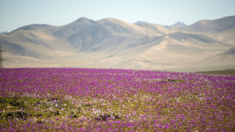 florin in desertul atacama