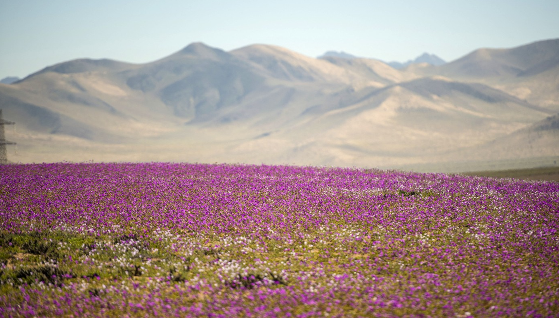 Cel mai arid deșert de pe planetă surprinde vizitatorii cu un fenomen rar de înflorire în timpul iernii australe