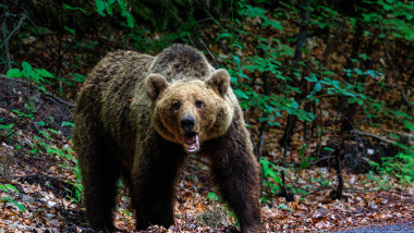 Un apel la 112 anunţă că o tânără a fost atacată de urs, în zona staţiuni Buşteni