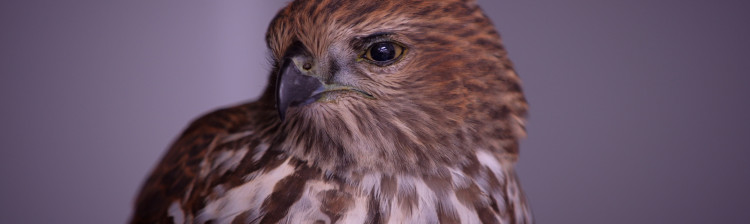 Speranță pentru natura sălbatică | s10 ep. 3