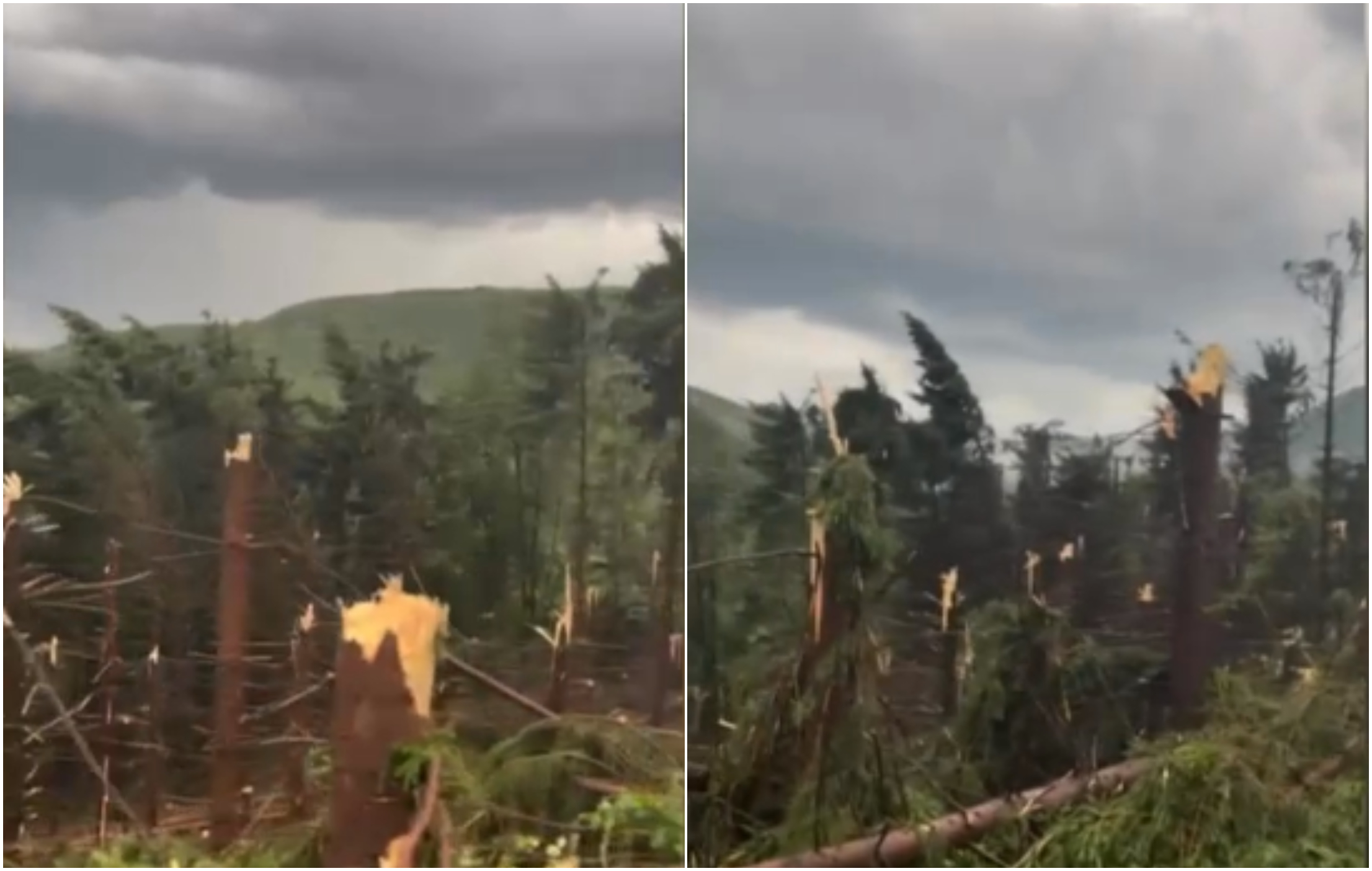 „Dezastru, în viața mea n-am văzut așa ceva!” O furtună violentă a pus la pământ o pădure întreagă în Maramureș