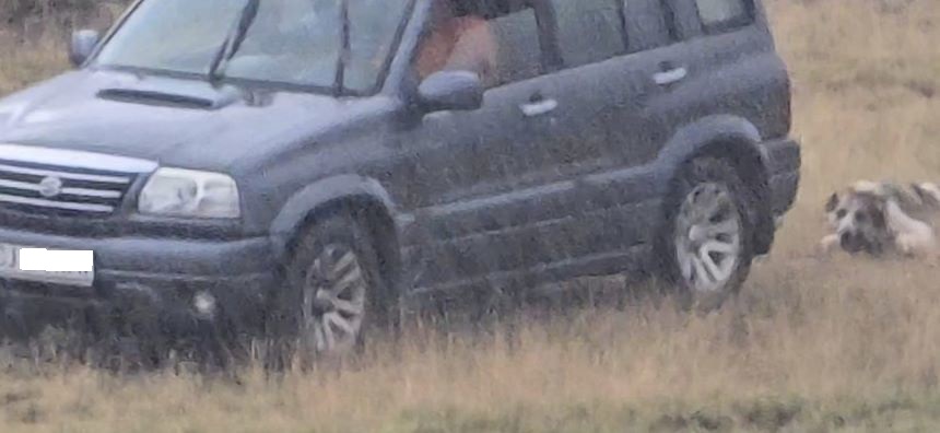Bărbat din Cluj filmat în timp ce târăște cu mașina un câine legat cu o sfoară. Poliția l-a găsit și spune ce riscă