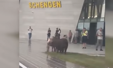 O turmă de porci a ieșit la păscut în fața Terminalului Schengen de la Aeroportul Timișoara