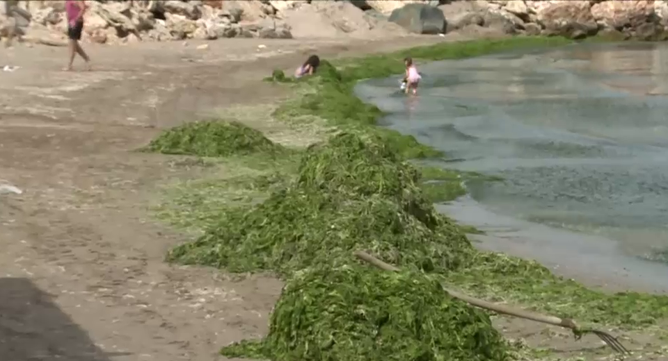 Plajele de pe litoral, invadate de alge. Turiștii se plâng că nu pot intra în apă