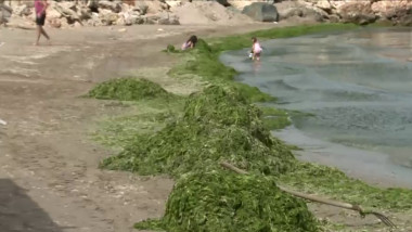 alge pe litoral