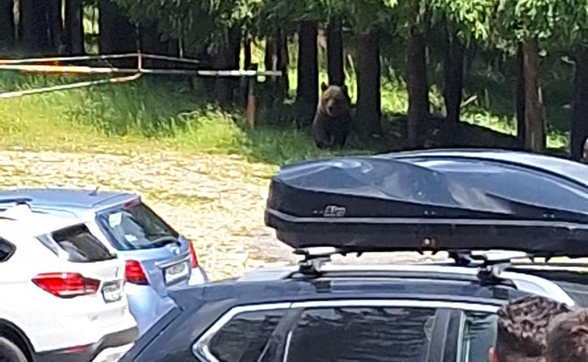Un urs a fost văzut la intrarea pe un traseu turistic foarte frecventat. Avertismentul Salvamont: „Nu are frică de om”