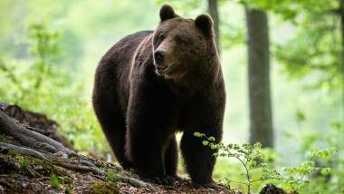 urs brun în pădure
