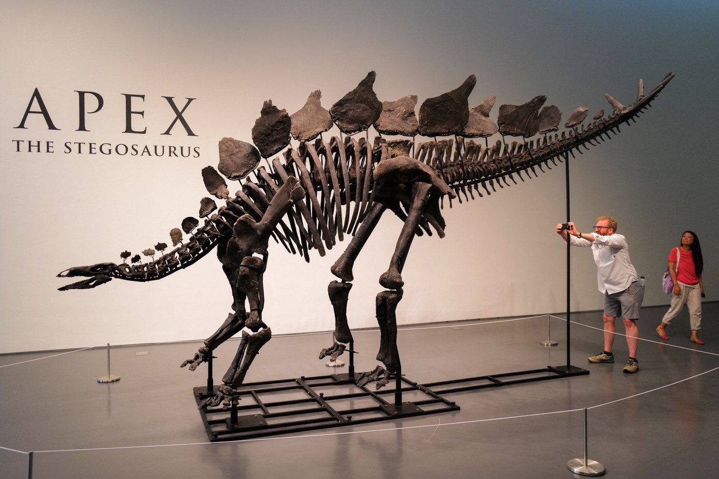 Cel mai mare schelet al unui dinozaur a fost vândut pentru o sumă record. Fosila are aproximativ 150 de milioane de ani