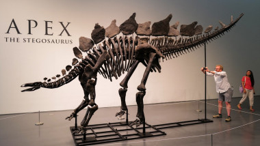 apex, cea mai mare fosilă a unui stegozaur