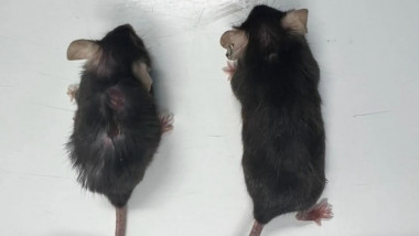 șoareci într-un experiment anti-îmbătrânire