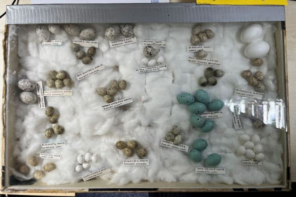 Fraudă cu ouă de la specii rare în valoare de 400.000 dolari. Mii de ouă au fost confiscate în Australia