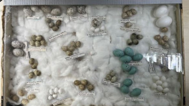 Serial thief caught with nearly 3,000 rare bird eggs pleads guilty in court for hoarding collection