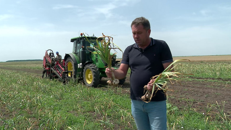 Prezentarea usturoiului românesc Danubius. Captură video