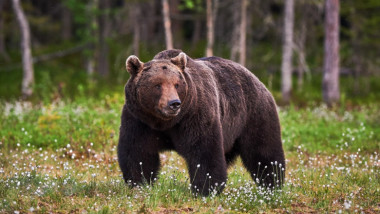 Urs în pădure