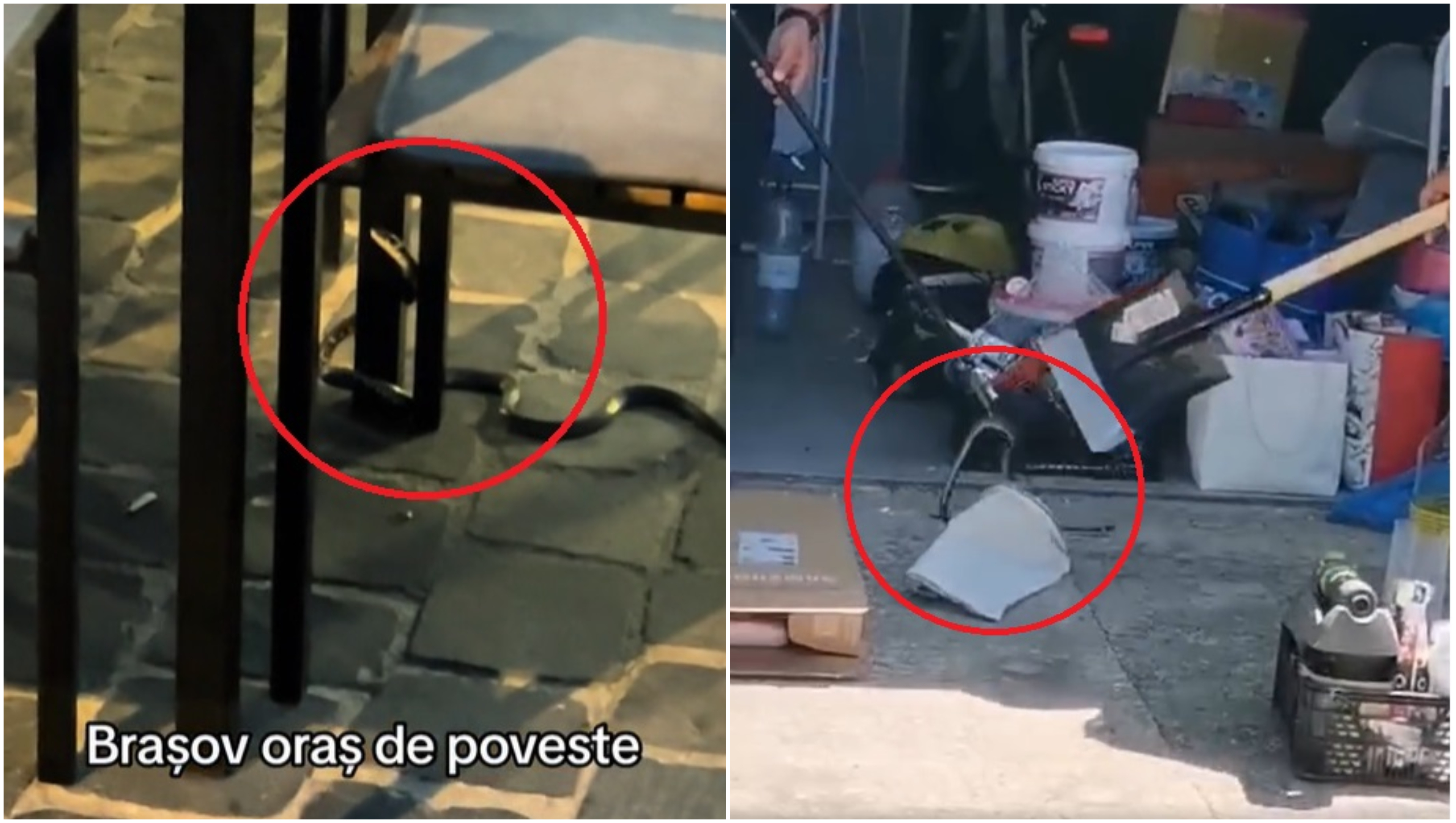 Cu șarpele la masă. Momentul care i-a șocat pe clienții unei terase din centrul Brașovului