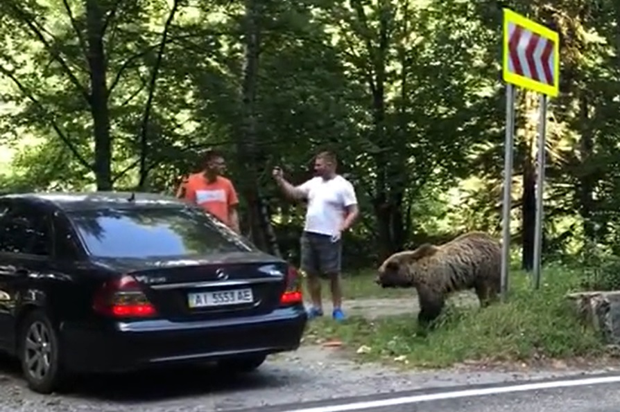 Doi bărbați au fost atacați de un urs pe care îl hrăneau pe Transfăgărășan. Au fost salvați de claxoanele șoferilor