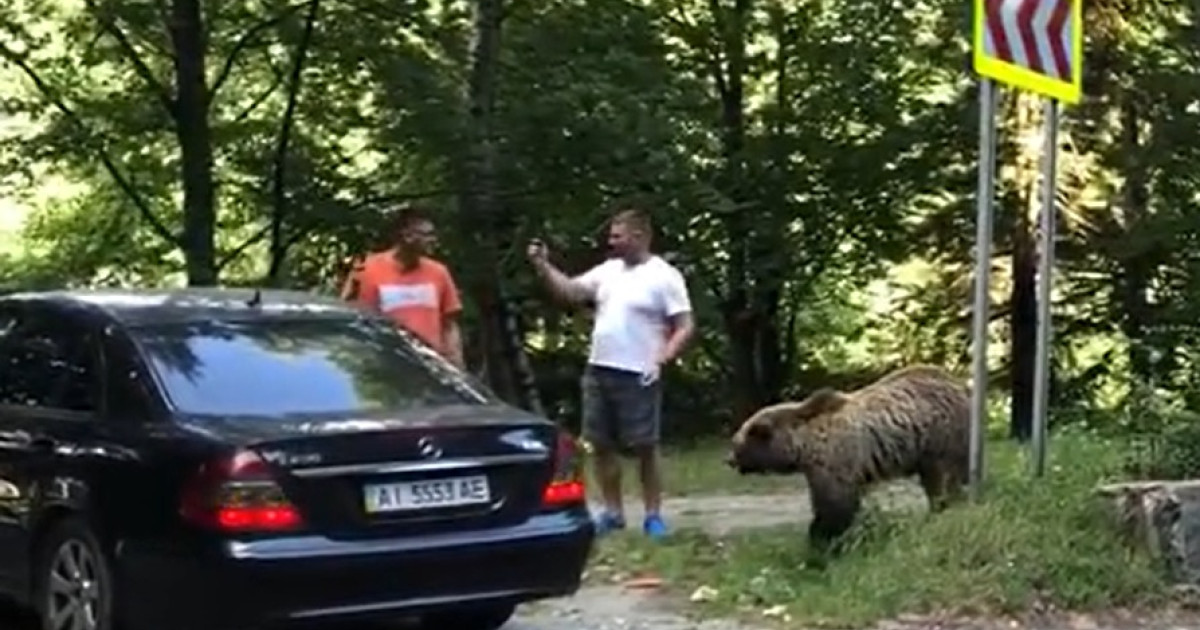 Doi bărbați au fost atacați de un urs pe care îl hrăneau pe Transfăgărășan. Au fost salvați de claxoanele șoferilor|EpicNews
