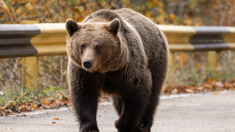 Beautiful,Brown,Bear,In,The,Forest,During,Autumn,Wildlife,Photography