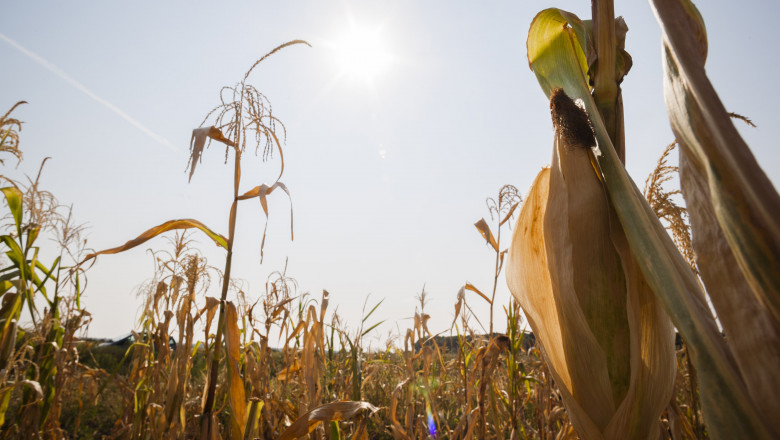 culturi agricole seceta