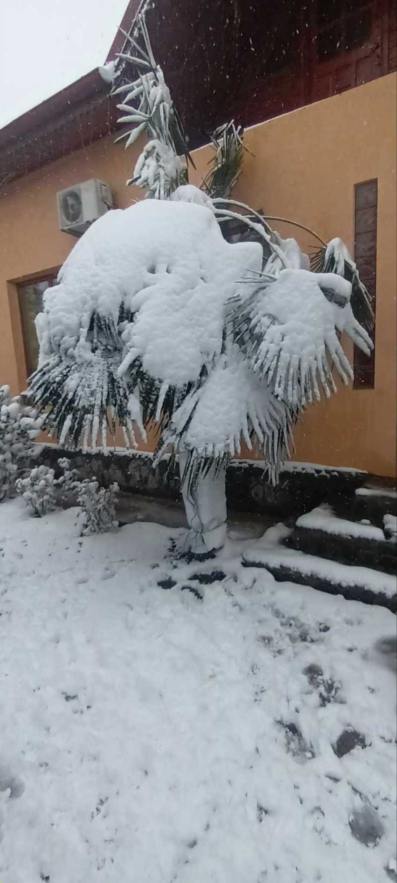 gradina cu palmieri teleorman