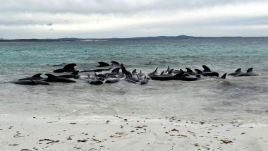 Balene eșuate în Scoția. Foto: Profimedia Images