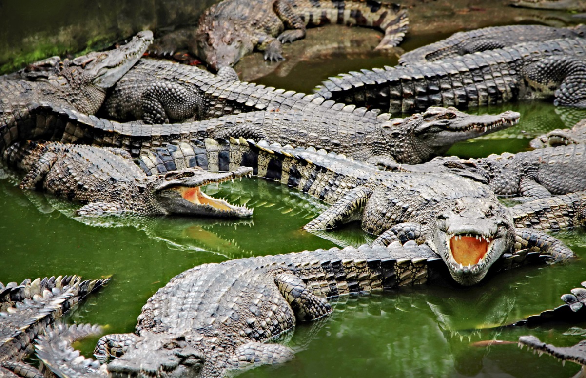 Sute de crocodili au invadat orașele din nordul Mexicului după furtunile puternice aduse de uraganul Beryl