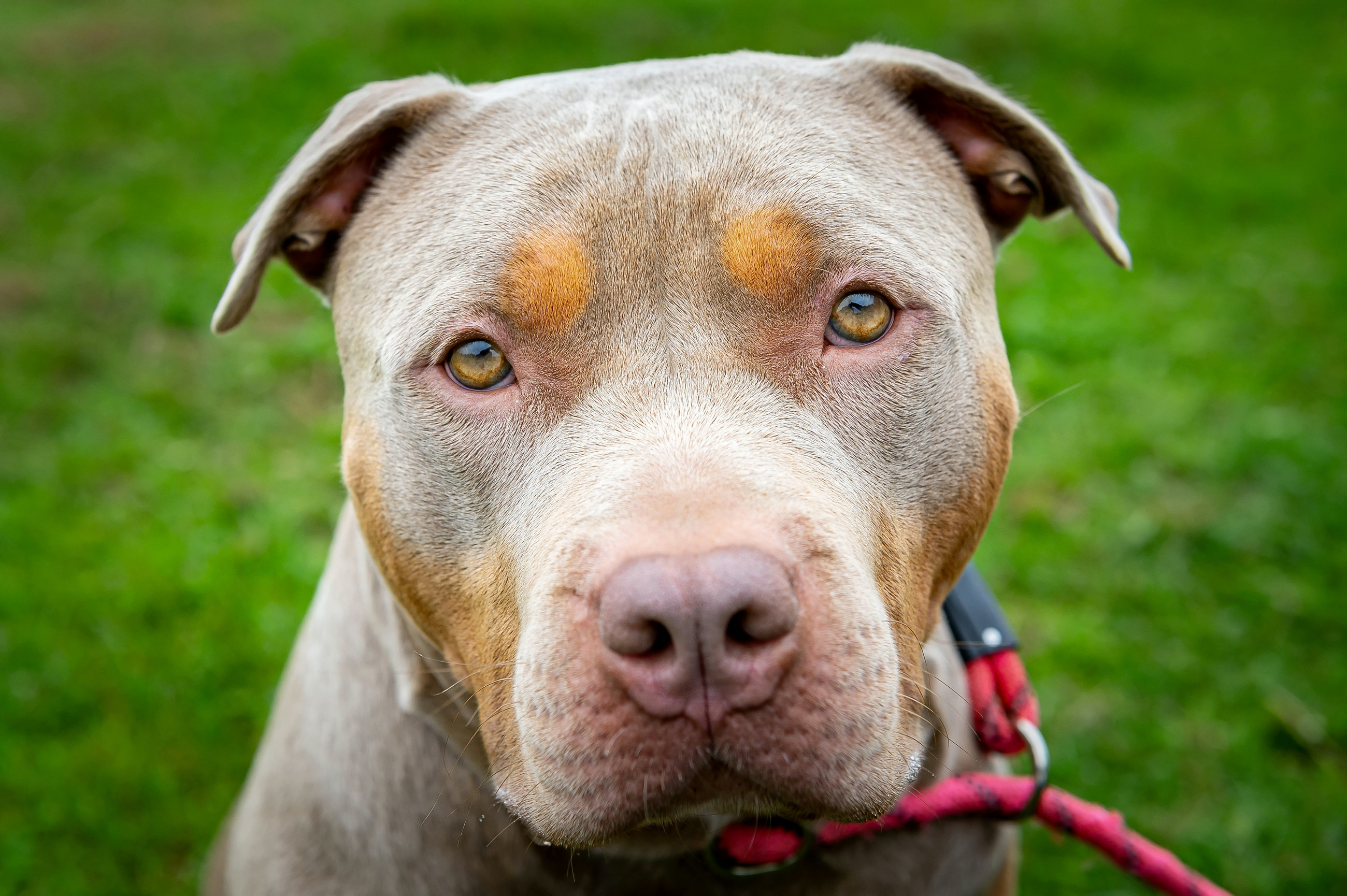 După UK, și Irlanda interzice câinii American Bully XL. „Viaţa unui câine nu este mai valoroasă decât a unui om ”
