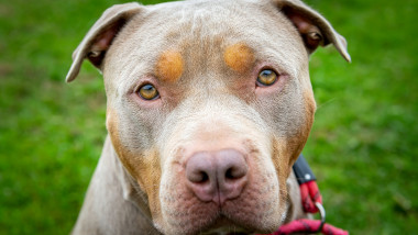 Câine American Bully XL