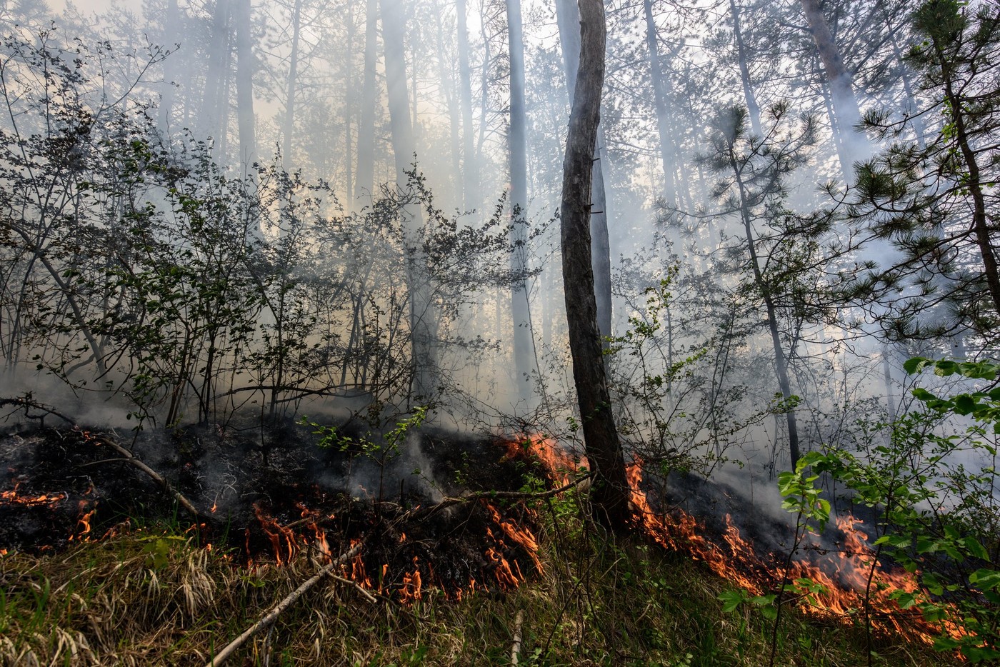 Incendiile de pădure din România ar putea fi, în câțiva ani, la fel de puternice ca cele din Grecia. Avertismentul ministrului Mediului