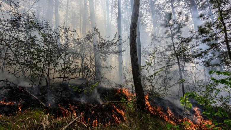 incendii de padure