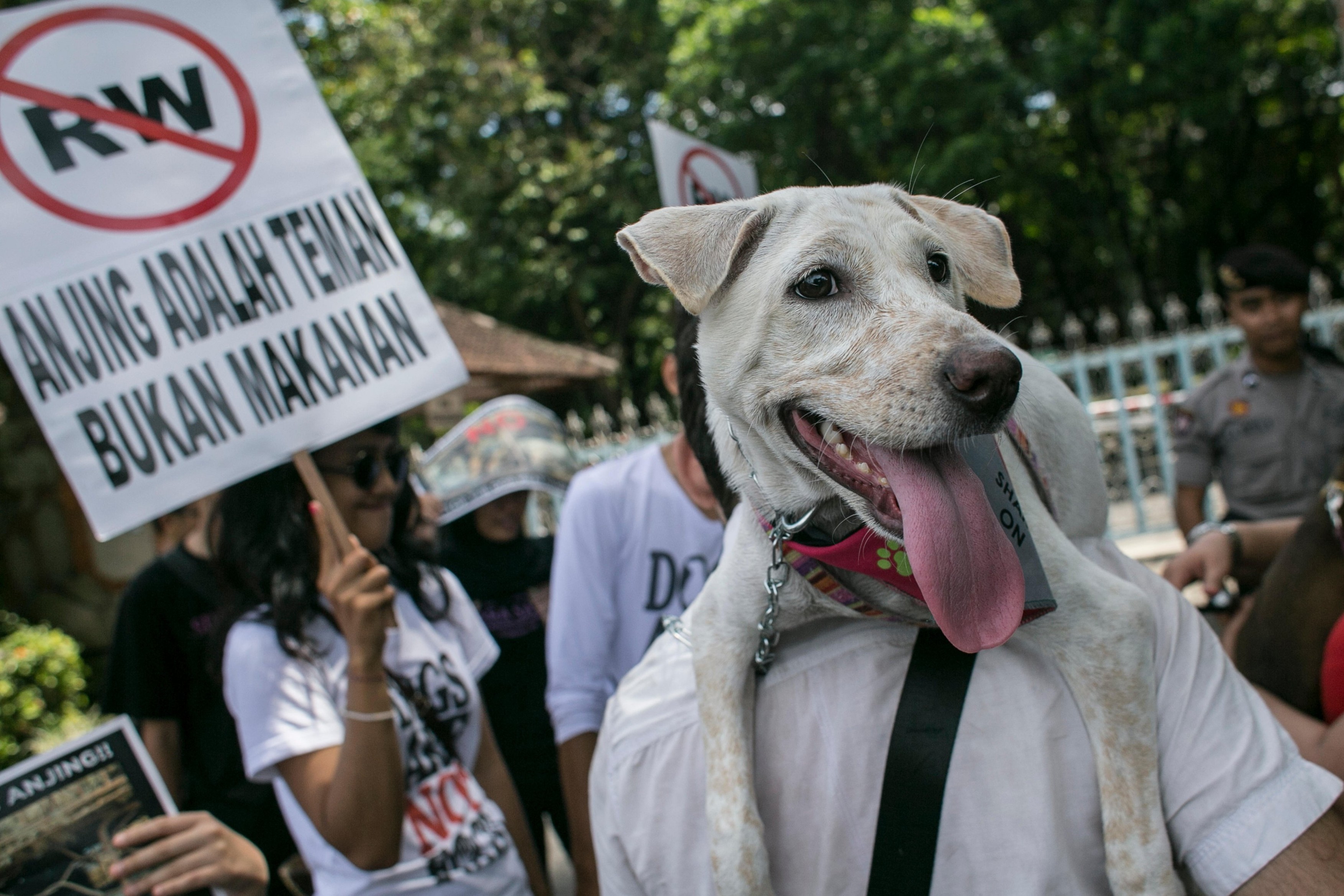 Sute de frigărui de carne de câine, confiscate în Bali, în ciuda interdicției. Indonezia încearcă să reglementeze acest tip de comerț