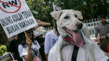 Protest câine Indonezia