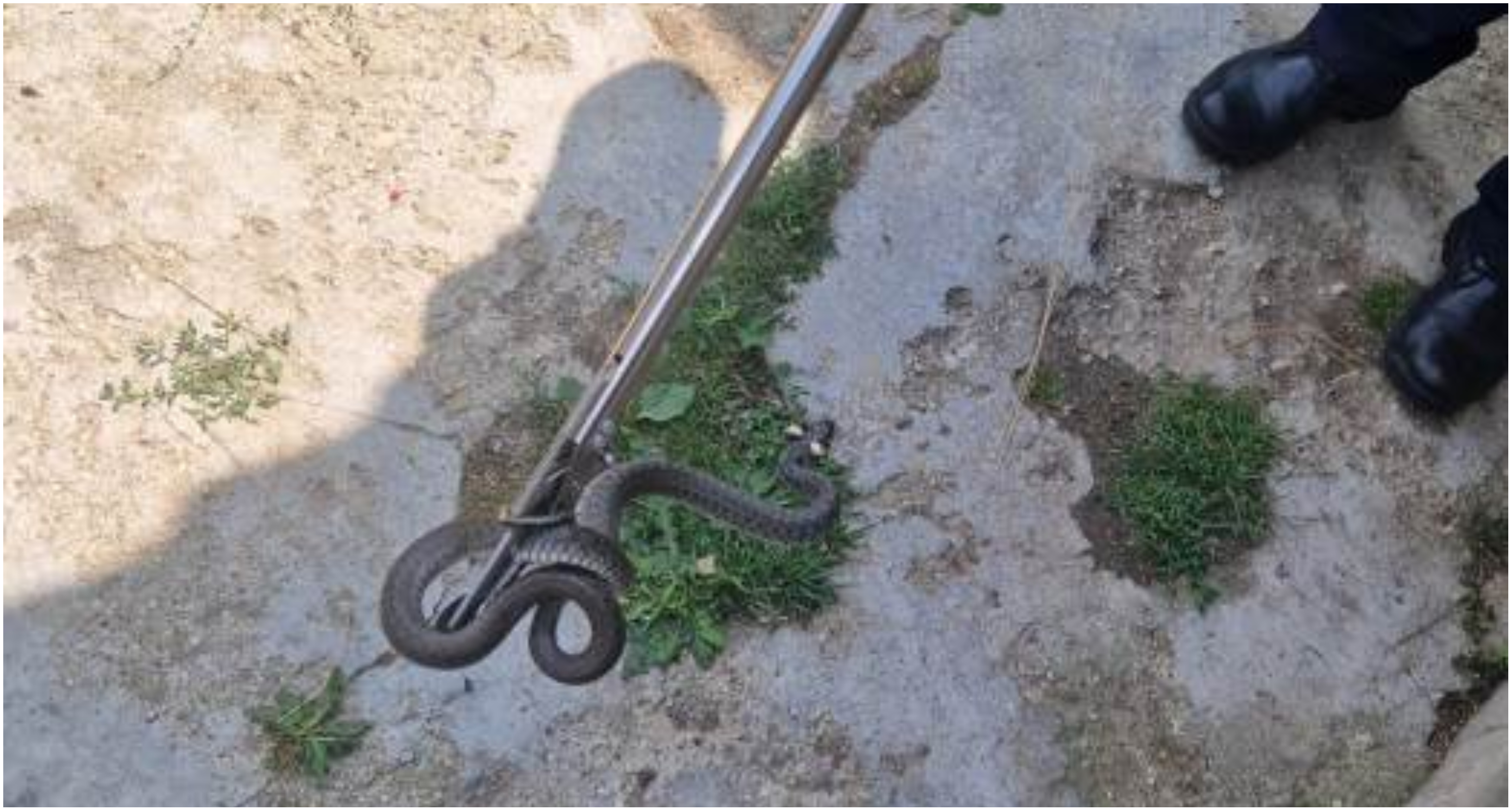O familie din Argeș s-a trezit cu un șarpe în dormitorul casei. Oamenii au sunat disperați la 112