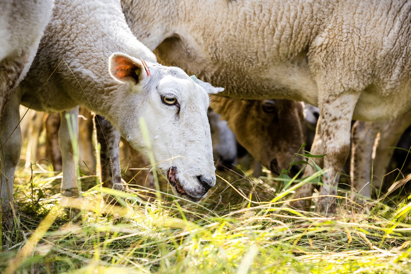Peste 200.000 de oi și capre sunt afectate de pestă în România. Numărul focarelor a ajuns la 37