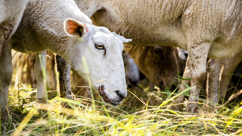  Peste 8.000 de oi și capre din două localitățile tulcene au fost afectate de noi focare de pesta micilor rumegătoare 
