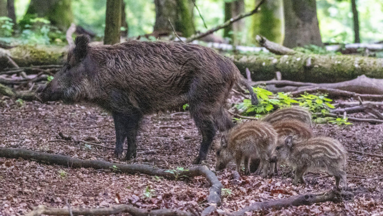 Wildschwein Keiler bei der Futtersuche Allgaeu Deutschland *** Wild boar boar foraging Allgaeu Germany