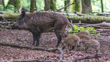 Wildschwein Keiler bei der Futtersuche Allgaeu Deutschland *** Wild boar boar foraging Allgaeu Germany