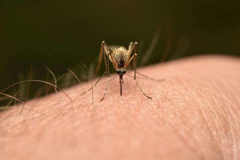 Close-up of a mosquito drinking blood from a person's hand.