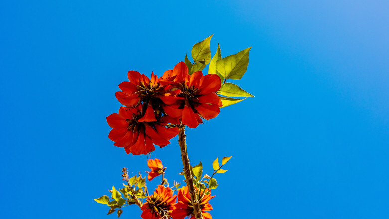 Erythrina caffra