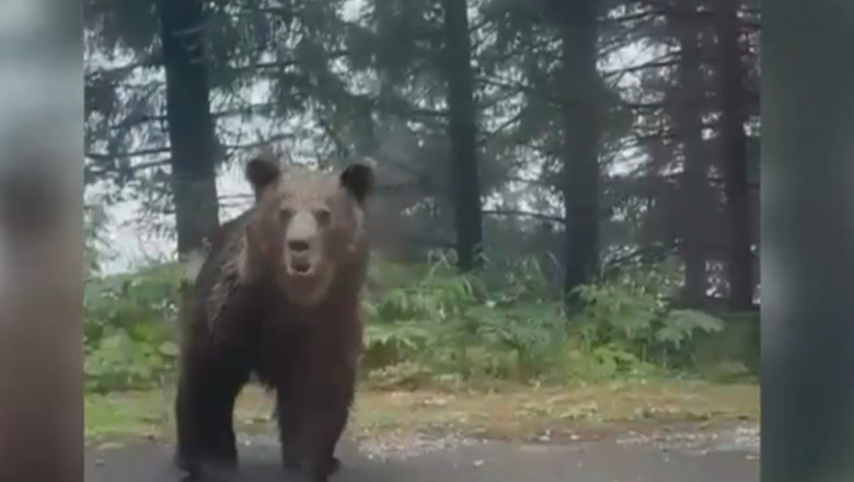 Au apărut noi imagini cu unul dintre urșii de pe Transfăgărășan.