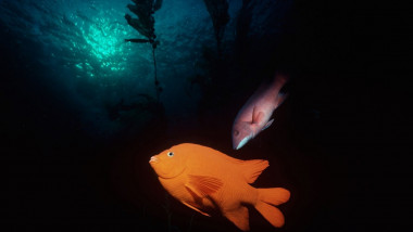 Garibaldi (Hypsypops rubicundus) and Sheephead (Semicossyphus pulcher) in kelp forest. Channel Islands, Pacific Ocean