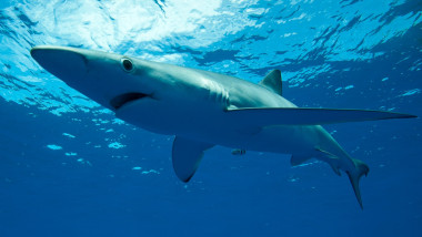 Blue shark swimming underwater