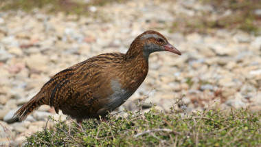 Weka flightless bird on Kapiti Island New Zealand