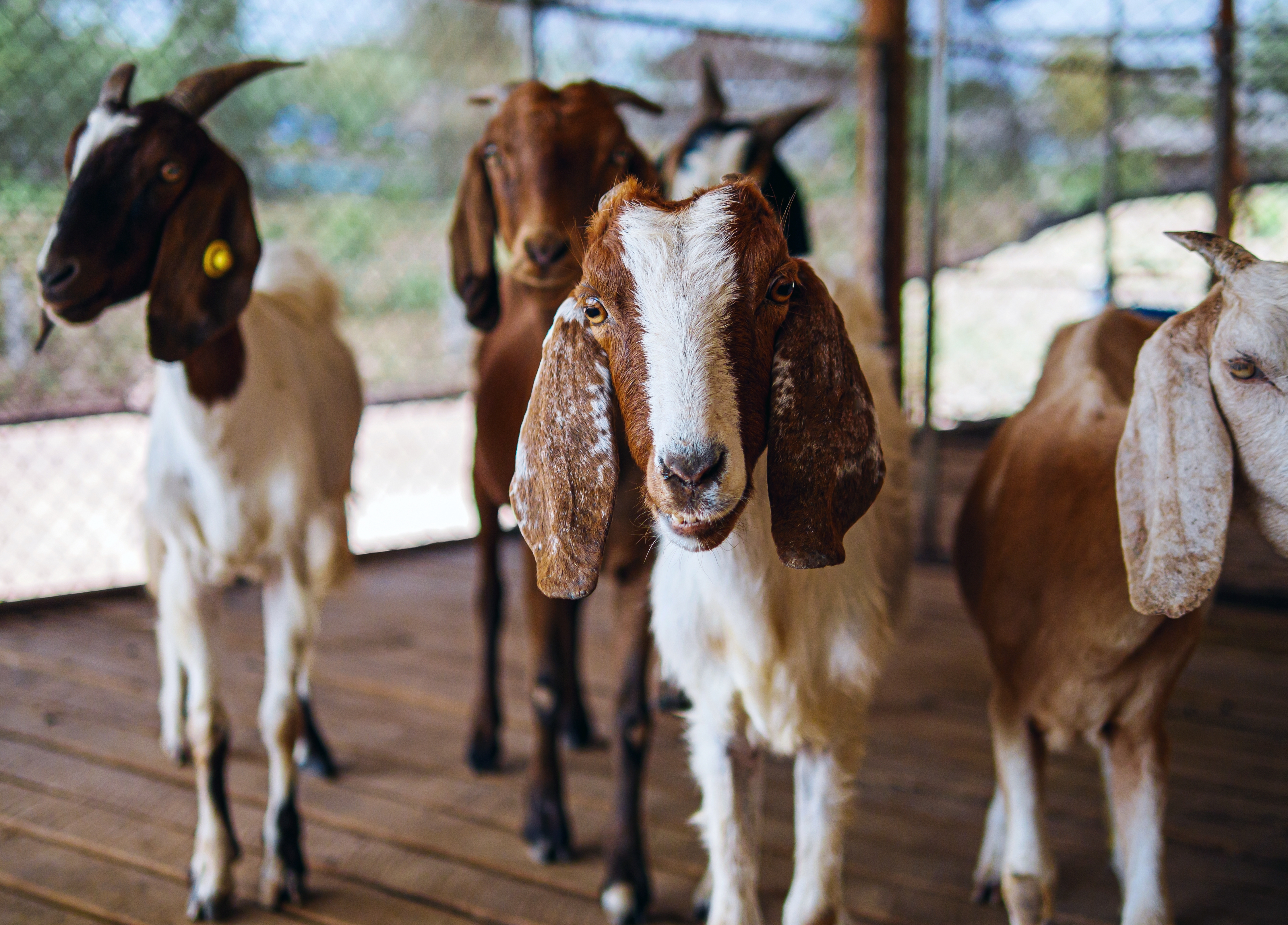 Grecia impune restricții dure pentru a combate „ciuma caprelor”. 7.000 de animale au fost deja sacrificate