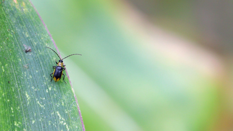 Diabrotica virgifera