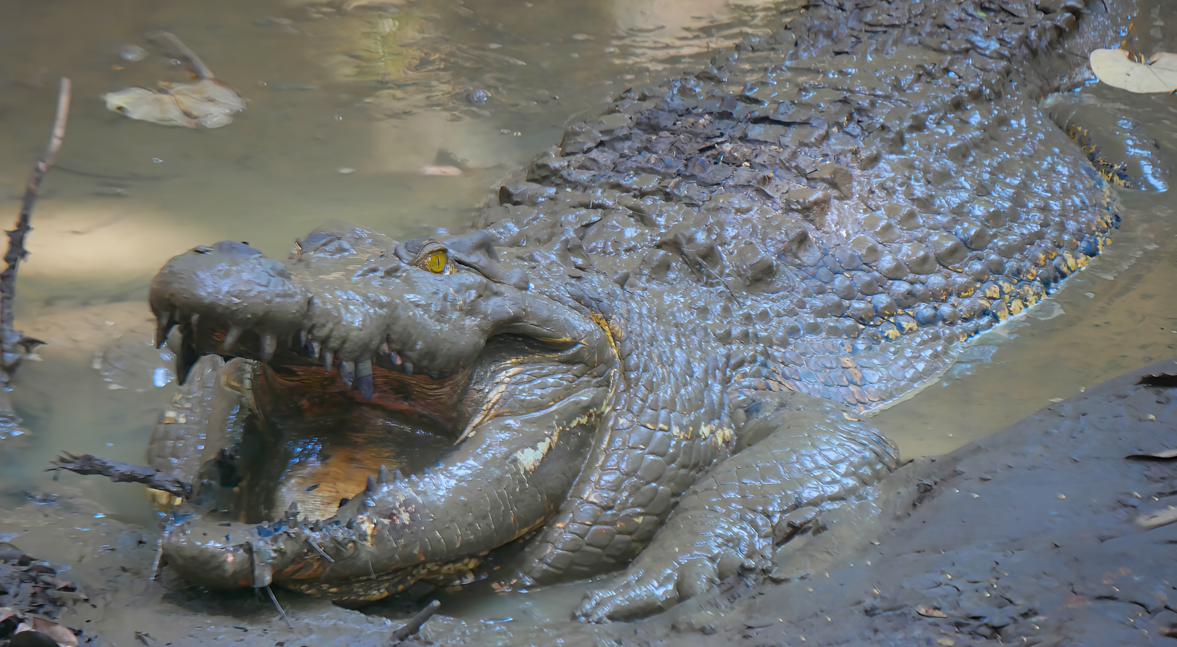 Rămășițe umane găsite în stomacul unui crocodil, în Australia. Reptila a fost eutanasiată după dispariția unui bărbat