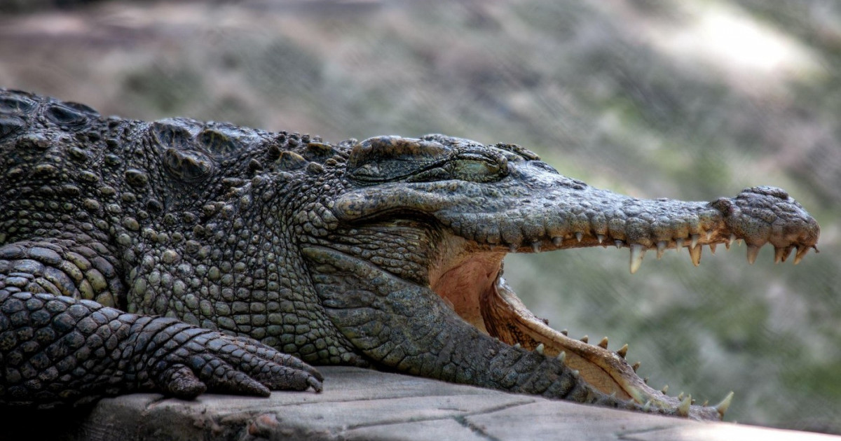 Situație incredibilă în Sofia. Autoritățile bulgare încearcă fără succes să evacueze un crocodil de lângă blocurile de locuințe