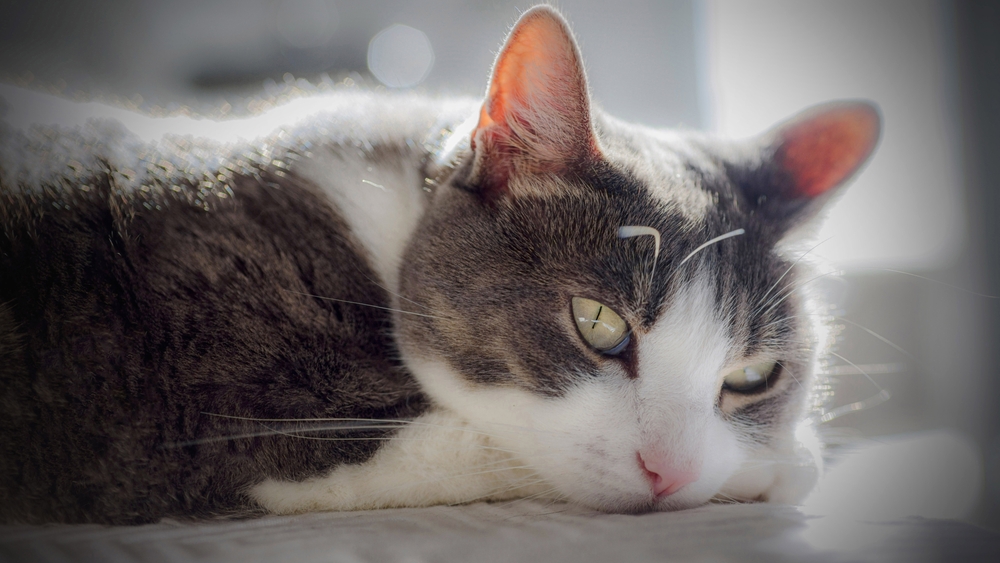 Pisicile dau semne de doliu, atunci când moare un alt animal de companie din familie, susține un studiu: ”Le-am înțeles greșit”