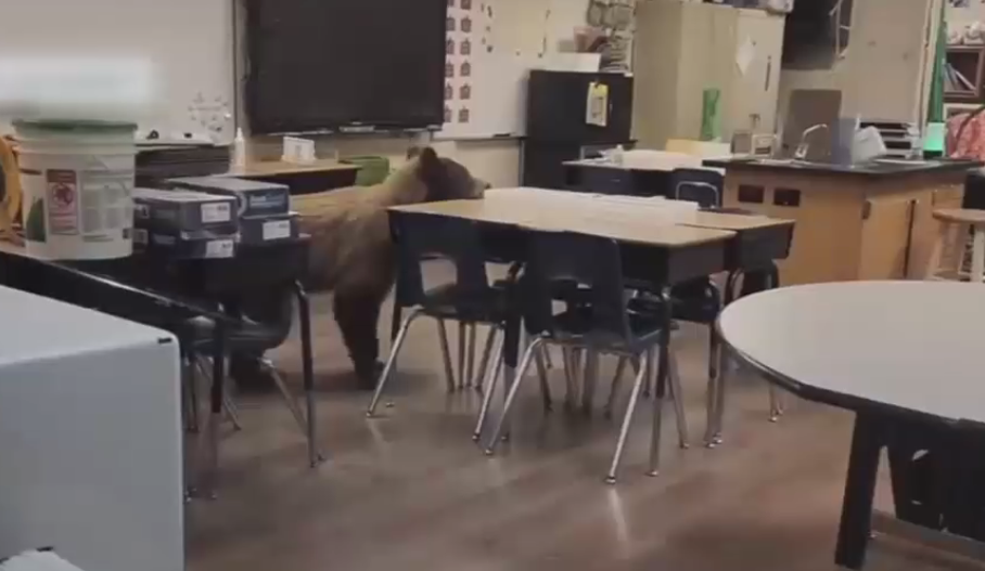 VDEO. Urs în sala de clasă a unei școli din California. Cum s-a încheiat vizita neașteptată