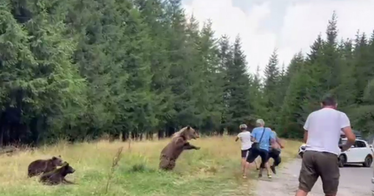 VIDEO. O ursoaică cu trei pui s-a repezit la turiștii care s-au apropiat de ea ca să-i facă poze, pe Transfăgărășan